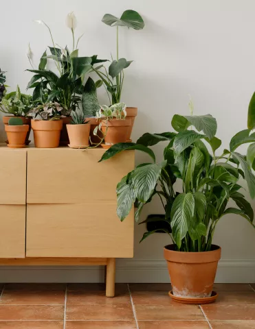 Houseplants 101 w/ the Ferndale Garden Club